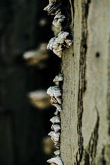 nature details