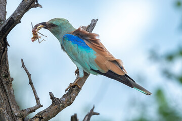 Rollier d'Europe, Coracias garrulus, European Roller