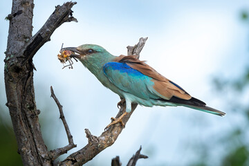 Rollier d'Europe, Coracias garrulus, European Roller