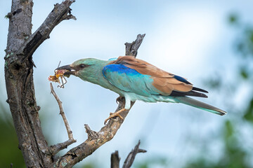 Rollier d'Europe, Coracias garrulus, European Roller