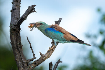 Rollier d'Europe, Coracias garrulus, European Roller