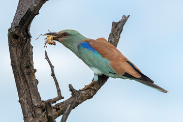 Rollier d'Europe, Coracias garrulus, European Roller