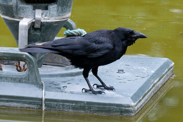 Corneille noire, Carrion Crow, Corvus corone, animal en ville