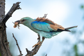 Rollier d'Europe, Coracias garrulus, European Roller