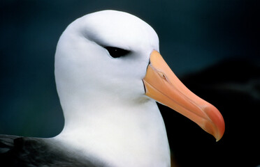 Albatros à sourcils noirs, Thalassarche melanophris, Black browed Albatross, Iles Falkland, Iles...