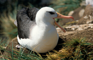 Albatros à sourcils noirs, nid, Thalassarche melanophris, Black browed Albatross, Iles Falkland, Iles Malouines