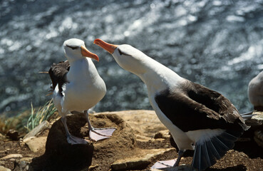 Albatros à sourcils noirs, parades, Thalassarche melanophris, Black browed Albatross, Iles...