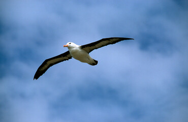 Albatros à sourcils noirs, Thalassarche melanophris, Black browed Albatross, Iles Falkland, Iles Malouines