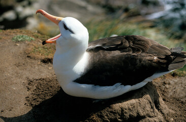 Albatros à sourcils noirs, nid, Thalassarche melanophris, Black browed Albatross, Iles Falkland,...