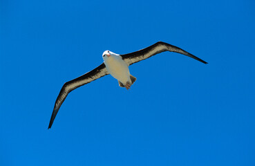 Albatros à sourcils noirs, Thalassarche melanophris, Black browed Albatross, Iles Falkland, Iles Malouines