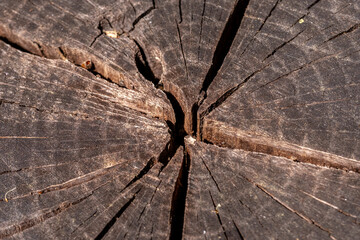 nature details
