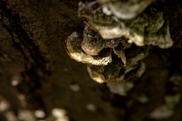 nature details