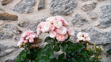 Roses in front of a stone background, flowers in the rose garden. Nature.