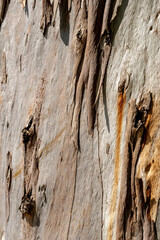tree details