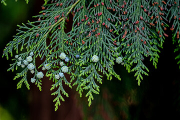 close up of green leaves