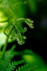 close up of fern leaf