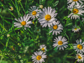 Flowers daisies in summer spring meadow on background blue sky with white clouds,