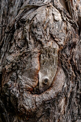 tree detail