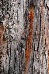 tree detail