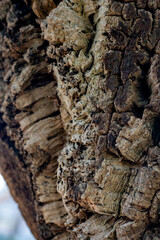 detalhes arvores