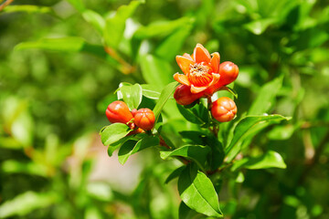 Bright orange sunlit pomegranate flowers in the wild forest. European herbs and plants