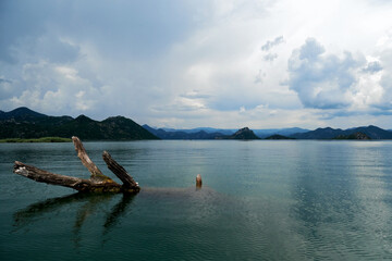 Fototapeta na wymiar Famous tranquil Skadar lake with calm water and sunk tree trunk in front. Wild nature backgrounds in Montenegro