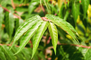 Closeup view of ailanthus leaves and blurred green backgrounds. Abstract nature and herbal theme