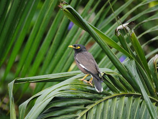 Black bird with yellow beak perching on palm tree leaves 