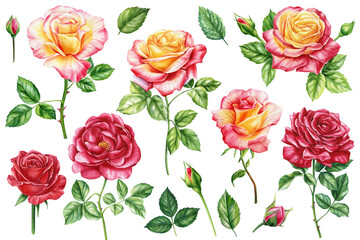 Roses set, Flower, bud and leaves elements for wedding invitations, birthdays, cards. Watercolor floral illustrations