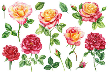 Naklejka premium Roses set, Flower, bud and leaves elements for wedding invitations, birthdays, cards. Watercolor floral illustrations