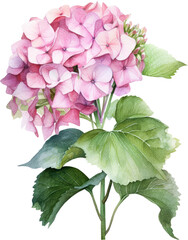 hydrangea flowers watercolor isolated