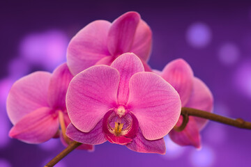 Fototapeta na wymiar Close up of a pink orchid