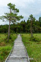 Obraz premium path leading to the forest