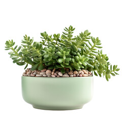front view of a succulent house plant with a beautiful pot isolated on a transparent background 