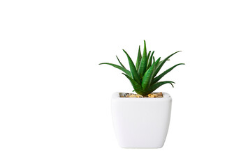 plant in a pot png