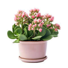 front view of a succulent house plant with a beautiful pot isolated on a transparent background 