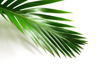 green Coconut palm leaf on white background, leaf, leaves, tropical background, horticulture, tropic