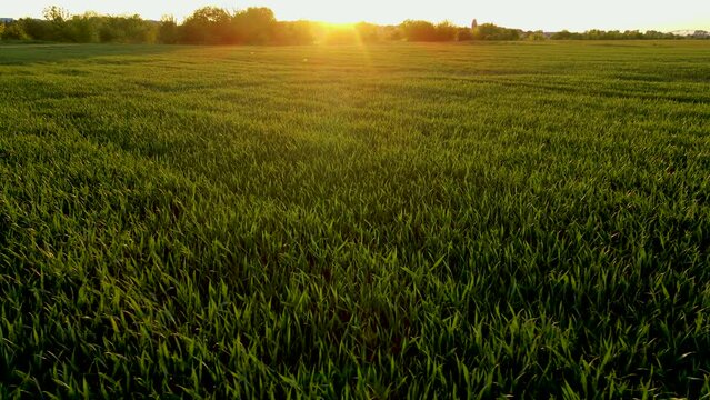 Sprinkler on agricultural wheat green field at sunset. Work in agronomic farm and production organic eco bio food