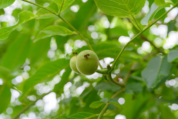 Fruits of a walnut on a branch of a tree 