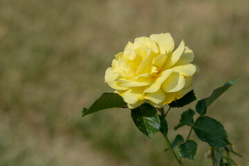 Rosa Sunsprite, a floribunda rose, with fresh yellow color, super sweet fragrance, lots of glossy deep green leaves. 