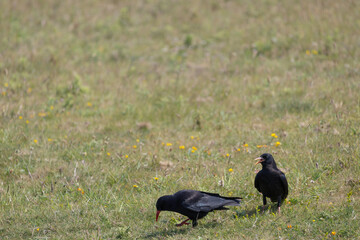 Chough, Pyrrhocorax pyrrhocorax,with chick begging for food near Padstow in Cornwall