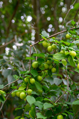 The orchard is full of fresh emerald green plums close-up. Green plums on plum tree leaves