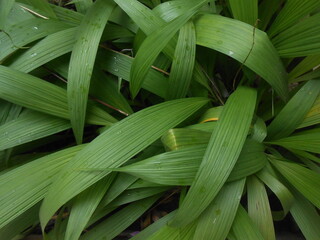 Obraz premium leaves in the garden