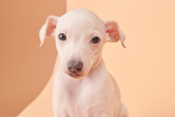 Portrait of cute Italian Greyhound puppy isolated on brown orange studio background. Small beagle...