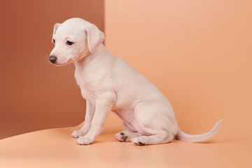Portrait of cute Italian Greyhound puppy isolated on brown orange studio background. Small beagle...
