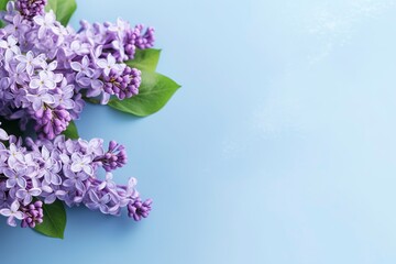 A delicate glass of water holds a beautiful arrangement of scented lilac flowers.