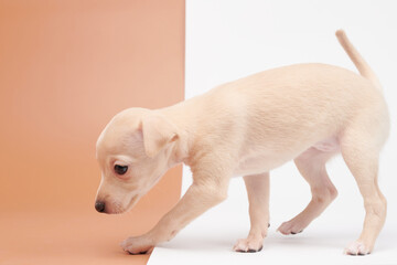 Portrait of cute Italian Greyhound puppy isolated on white brown studio background. Small beagle dog white beige color.