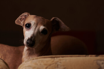 Portrait of Italian Greyhound dog brown color posing on sofa at home