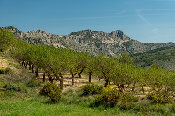 Naklejka premium Sierra de Serrella and almond trees, Comtat, Alicante Province, Comunidad Valenciana, Spain