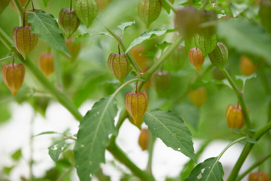 Close-up of cape gooseberry or goldenberry fruits (Physalis peruviana)&nbsp;